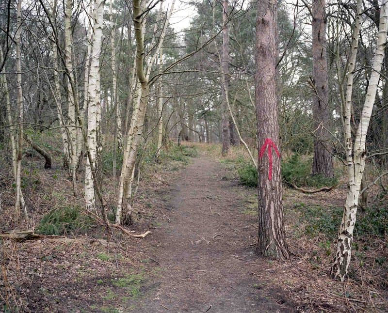 Under The Elms — photograph 4